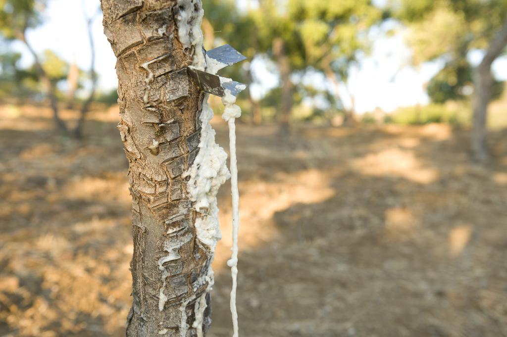 בית הארחה פולינה 	La Manna Di Zabbra חדר תמונה